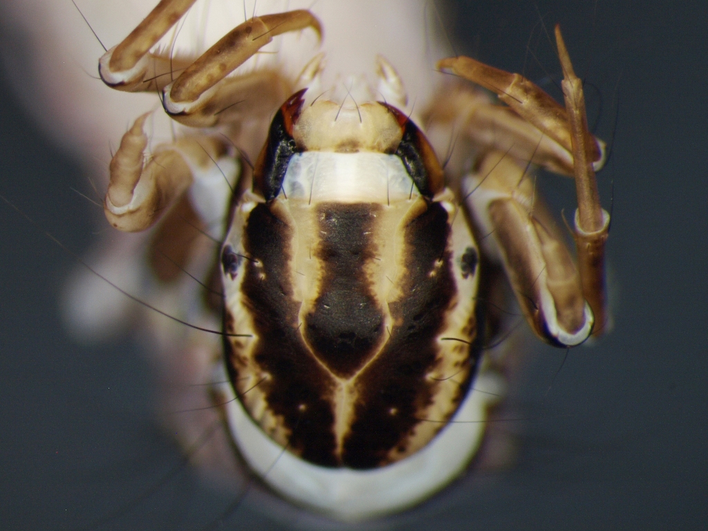 Agrypnia pagetana